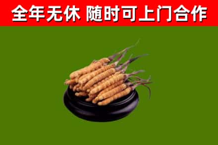中山市烟酒回收冬虫夏草.jpg
